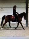 Ruin Franse draver  Te koop 2017 Donker bruin / bai
