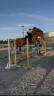 Hengst Franse rijpony PFS Te koop 2021 Vos ,  Vegas des Landelles