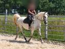 Merrie Arabisch volbloed Te koop 2012 Schimmel