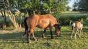 Ruin Cob-Normand Te koop 2023 Donker bruin / bai