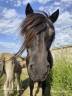 Draagmerrie Shetland Te koop 2008 Zwart