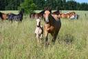 Merrie Lusitano Te koop 2015 Isabel