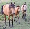 Merrie Lusitano Te koop 2015 Isabel