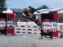 Merrie Franse rijpony PFS Te koop 2017 Vos ,  POPSTAR DES NOUETTES