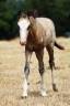 Veulen (ml) Welsh Pony (Section B) Te koop 2026 Isabel ,  WAXWING ORATOR