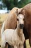 Veulen (ml) Welsh Pony (Section B) Te koop 2026 Isabel