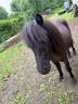 Merrie Shetland Te koop 2025 Zwart