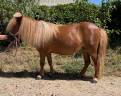 Merrie Shetland Te koop 2021 Vos ,  Texas du Lutzelhof