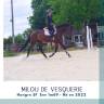 Ruin Selle Fran&ccedil;ais Te koop 2022 Bruin / Bai
