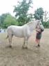 Merrie Percheron Te koop 2013 Schimmel ,  un de mai de la baco