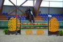 Ruin Zangersheide Te koop 2018 Donker bruin / bai ,  Windbreaker H