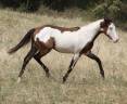 Ruin Paint Horse Te koop 2025 Overo ,  Farwest dela lande