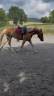 Merrie New Forest Te koop 2024 Vos ,  Talan du Vasset