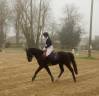 Ruin Franse rijpony PFS Te koop 2018 Zwart