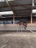 Ruin Franse rijpony PFS Te koop 2022 Donker bruin / bai ,  PEPS DOMAIN