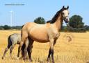 Merrie Welsh Pony (Section B) Te koop 2023 Isabel