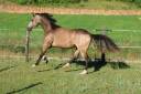 Merrie Franse rijpony PFS Te koop 2024 Isabel