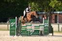Merrie KWPN Nederlands sportpaard Te koop 2020 Donker bruin / bai ,  Opium JW VAN DER MOERHOEVE TN