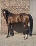 Ruin Halfbloed Te koop 2022 Bruin / Bai ,  EMERALD