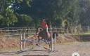 Ruin Halfbloed Te koop 2022 Bruin / Bai ,  EMERALD