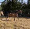 Veulen (vr) Welsh Partbred Te koop 2025 Donker bruin / bai ,  Monster rider d aries