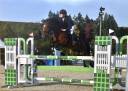 Ruin Franse rijpony PFS Te koop 2017 Donker bruin / bai