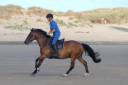 Ruin Franse rijpony PFS Te koop 2019 Donker bruin / bai ,  MEXICO DE CAUDARD