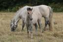 Veulen (vr) Highland Te koop 2026 Schimmel ,  BALMORAL MACGREGOR