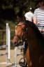 Merrie Andere pony rassen Te koop 2021 Donker bruin / bai
