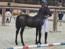 Veulen (ml) Franse rijpony PFS Te koop 2026 Bruin / Bai ,  Jumanji de la poterie