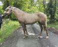 Veulen (vr) Franse rijpony PFS Te koop 2025 Palomino