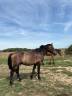 Hengst New Forest Te koop 2024 Donker bruin / bai ,  ROB ROY DU GARON