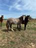Ruin New Forest Te koop 2024 Vos ,  ROB ROY DU GARON