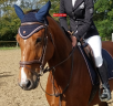 Merrie Selle Fran&ccedil;ais Te koop 2019 Donker bruin / bai ,  URANO DE CARTIGNY