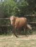 Merrie Welsh Pony (Section B) Te koop 2020 Palomino ,  NORTHLIGHT CONCERTO