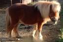 Hengst Shetland Te koop 2009 Vos