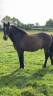 Ruin Franse rijpony PFS Te koop 2013 Bruin / Bai