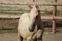 Veulen (ml) Zangersheide Te koop 2026 Palomino ,  Silverlinnings St georges