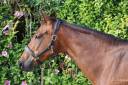 Merrie Selle Fran&ccedil;ais Te koop 2016 Donker bruin / bai ,  READY BOY DES FORETS