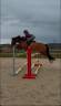 Ruin Franse rijpony PFS Te koop 2020 Donker bruin / bai