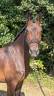 Merrie Franse rijpony PFS Te koop 2021 Donker bruin / bai