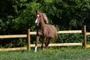 Merrie Franse rijpony PFS Te koop 2015 Vos ,  systeme d'argent