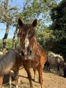 Merrie Andere pony rassen Te koop 2015 Vos