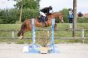Merrie Franse rijpony PFS Te koop 2020 Vos ,  VOLUPTO DES BOURDONS