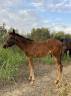 Hengst Franse rijpony PFS Te koop 2026 Bruin / Bai ,  Vedouz de nestin