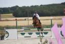 Ruin Franse rijpony PFS Te koop 2019 Donker bruin / bai ,  QUABAR DES MONCEAUX