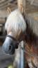 Ruin Haflinger Te koop 2019 Lichte manen en staart