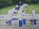 Merrie Belgische pony Te koop 2012 Schimmel