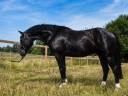Ruin Franse rijpony PFS Te koop 2023 Zwart