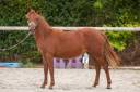Merrie New Forest Te koop 2025 Vos ,  L'ancelot du m&eacute;nage